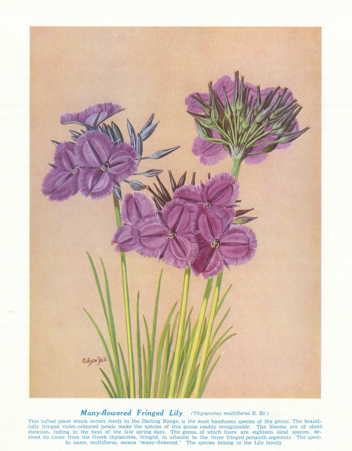 Many-flowered Fringed Lily (Thysanotus multiflorus). Australian Wild Flower 1950